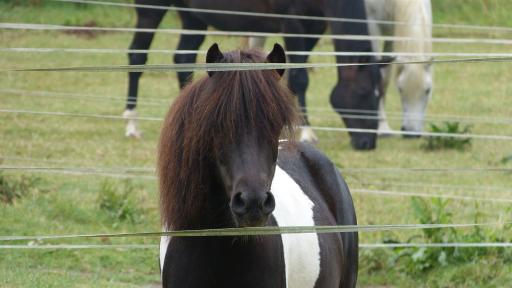 Reiten